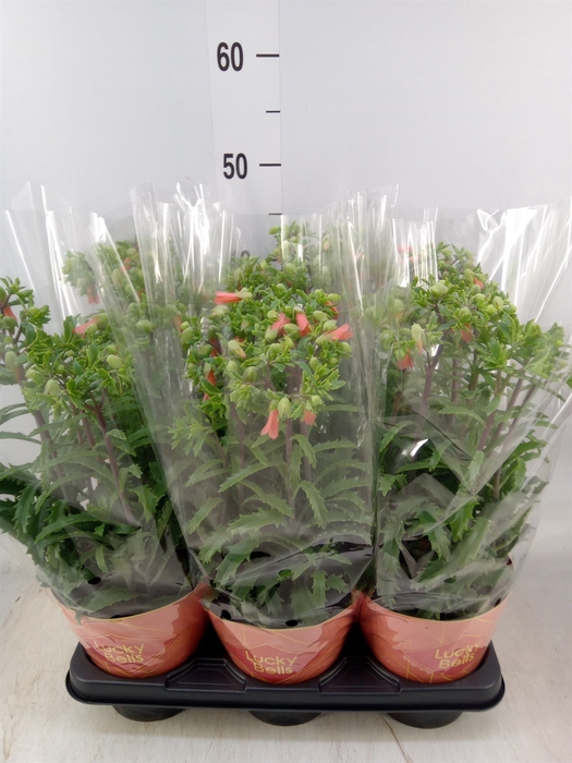 <h4>Kalanchoe HG 'Lucky Bells'</h4>