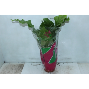ASPLENIUM NIDUS P19