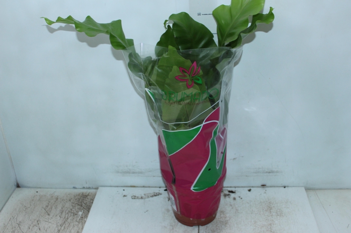 <h4>ASPLENIUM NIDUS P19</h4>