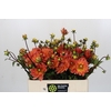 Dahlia Dr Phil