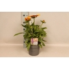 vaste planten 19 cm  Rudbeckia sunbeckia Mia
