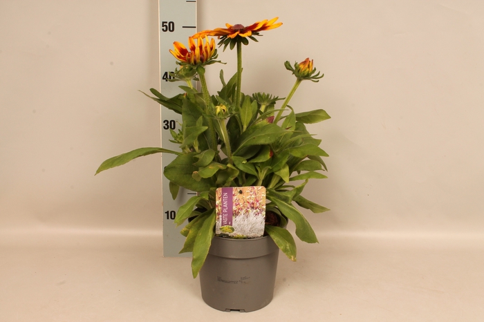 vaste planten 19 cm  Rudbeckia sunbeckia Mia