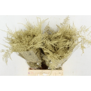 Asp IT 1e Veren Goud