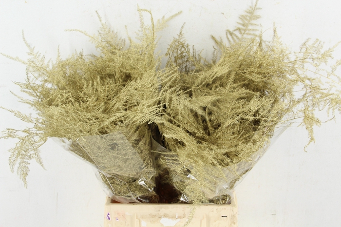 <h4>Asp IT 1e Veren Goud</h4>