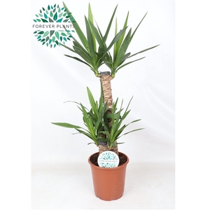 Yucca p21, 60+30+20 (2+ KOP)