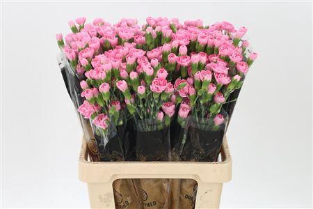 <h4>Di Tr Pink Pigeon X10</h4>