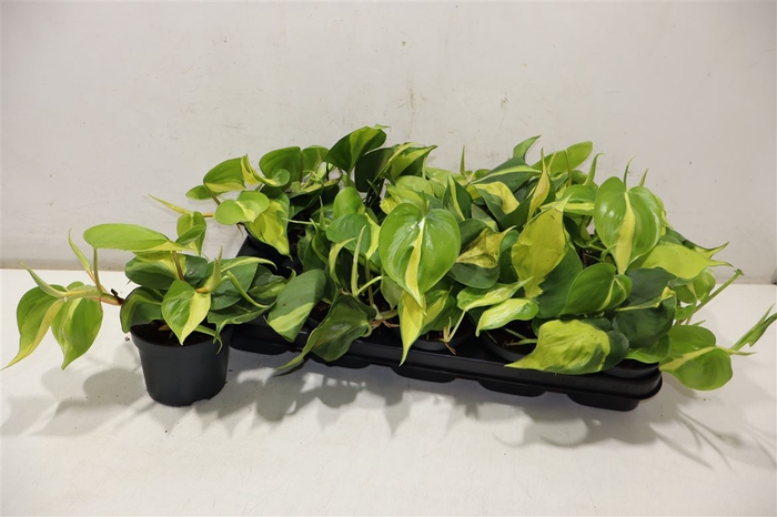 <h4>arr8 Phil Scandens Brasil</h4>