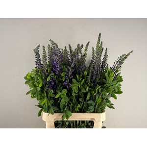 Baptisia Australis Blauw Paars