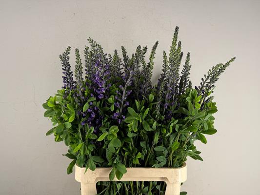<h4>Baptisia Australis Blauw Paars</h4>