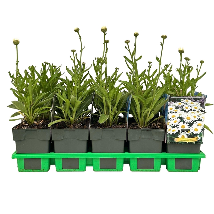 <h4>Leucanthemum vulgare</h4>