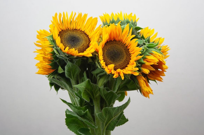 <h4>Helianthus Sunrich Orang</h4>