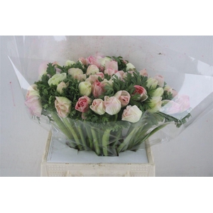 Anem Mistral Super Rosa Chiaro