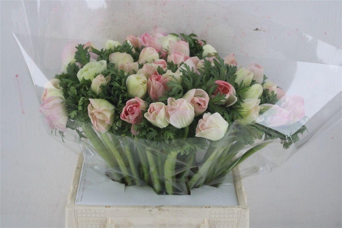 <h4>Anem Mistral Super Rosa Chiaro</h4>