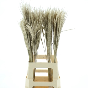 Dried Miscanthus Natural