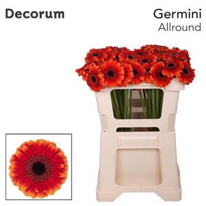 Germini Allround Water