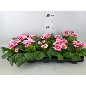 Primula ac. 'Apfelbluete Revol'