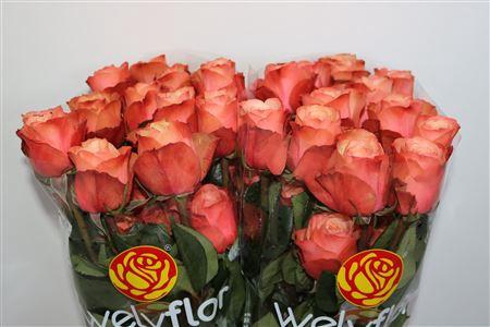 <h4>R GR KAHALA **</h4>