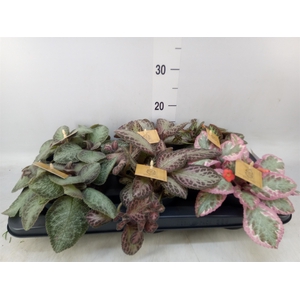 Episcia   ...