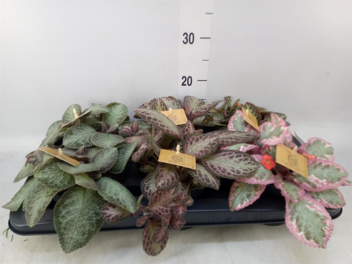 <h4>Episcia   ...</h4>
