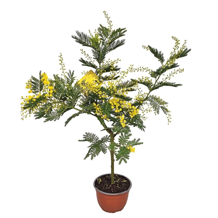 <h4>MIMOSA PUDICA</h4>