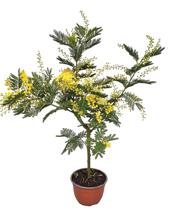 <h4>MIMOSA PUDICA</h4>