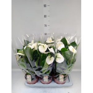 Anthurium andr. 'Alpine'