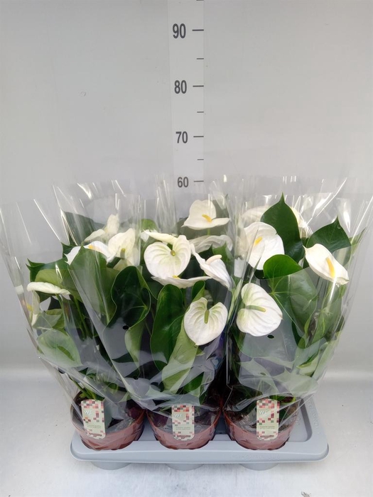 <h4>Anthurium andr. 'Alpine'</h4>