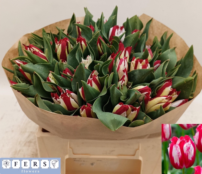 <h4>TU FR HAPPY CLOWN</h4>