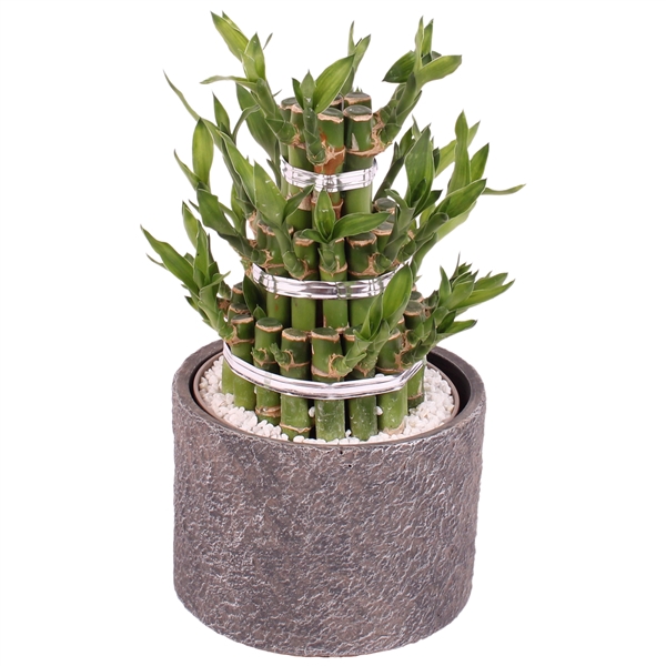 <h4>Lucky Bamboo Shape Round 3B Ø14cm Ceramic NT566</h4>