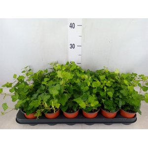 Hedera helix 'Wonder'