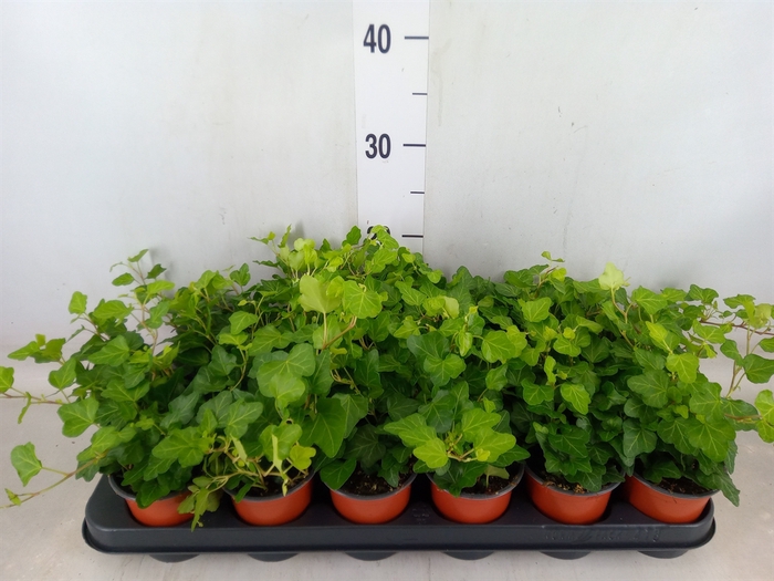 <h4>Hedera helix 'Wonder'</h4>