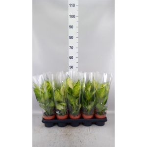 Dieffenbachia  'Amy'