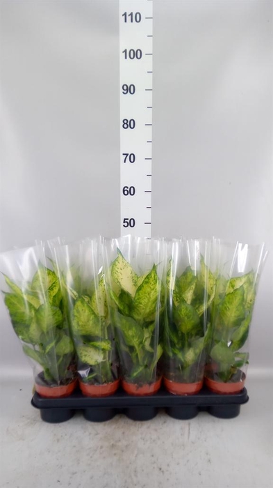 <h4>Dieffenbachia  'Amy'</h4>