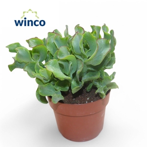 Crassula Undilatifolia