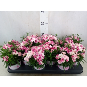 Dianthus  'Sprint Pink and Proud'