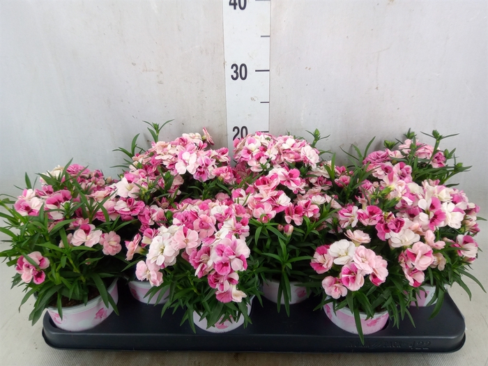 <h4>Dianthus  'Sprint Pink and Proud'</h4>