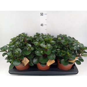 Peperomia obt. 'Burning Bush'