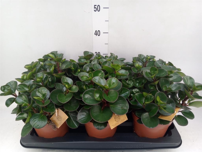 <h4>Peperomia obt. 'Burning Bush'</h4>