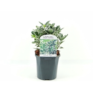 Euonymus jap. Kathy