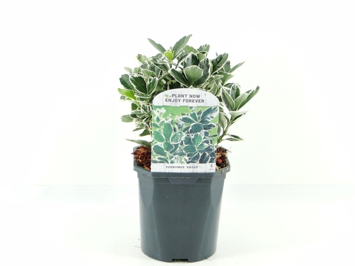 <h4>Euonymus jap. Kathy</h4>