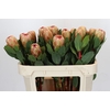 Protea Grandicolor