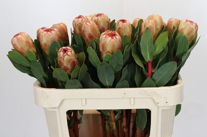 <h4>Protea Grandicolor</h4>