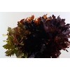 Quercus Rubra Frosted Yellow