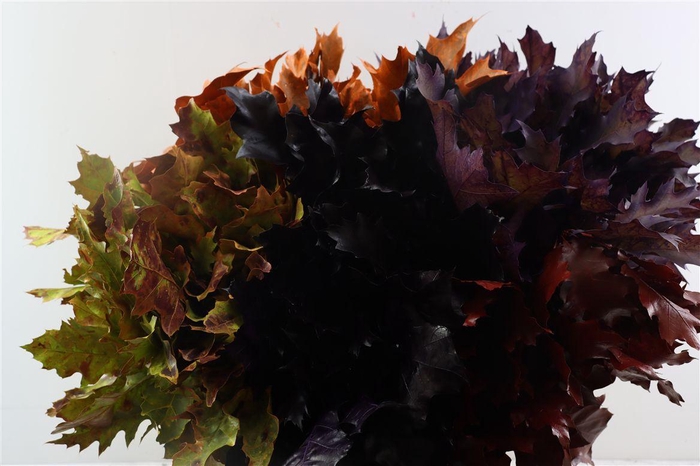 Quercus Rubra Frosted Yellow