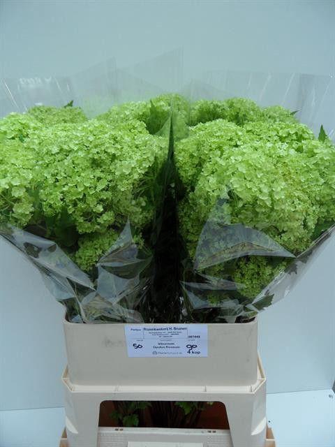 <h4>VIBURNUM ROSEUM ST</h4>