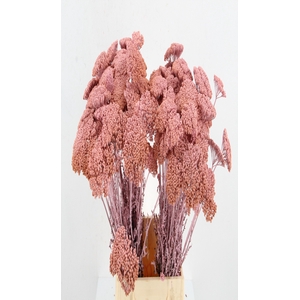 DF Achillea Paint Bs L.Pink