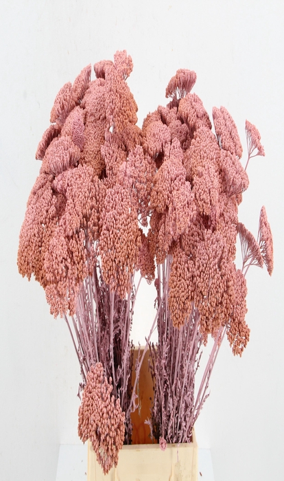<h4>DF Achillea Paint Bs L.Pink</h4>