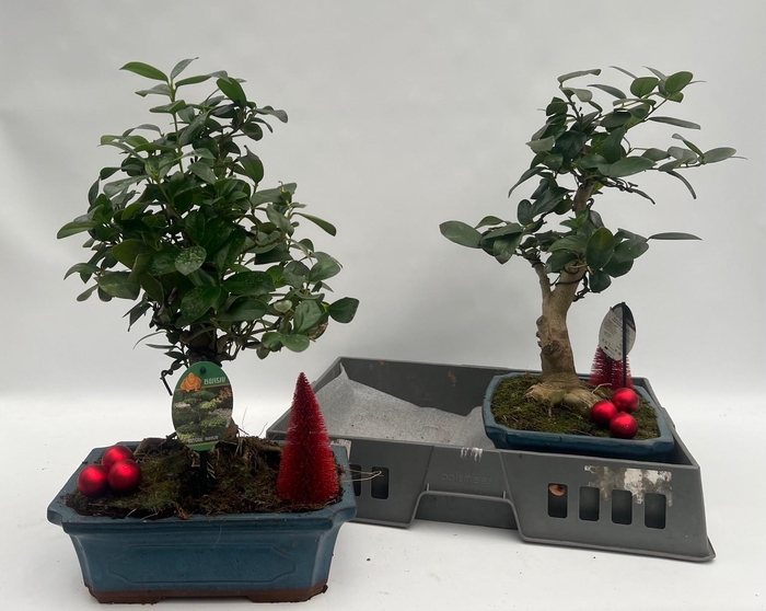 <h4>ILEX CR CONVEXA</h4>