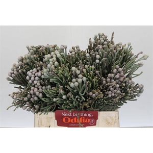 Cape green silver brunia