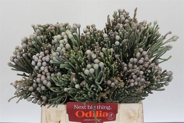 <h4>Cape green silver brunia</h4>